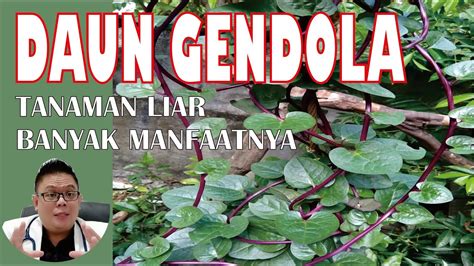 daun gendola - elchoricharrua.com