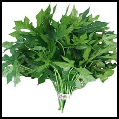 Daun Paya Jepang - wintechmobiles.com