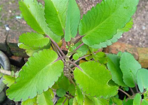 daun raja - elchoricharrua.com