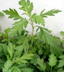 daun sudamala - elchoricharrua.com