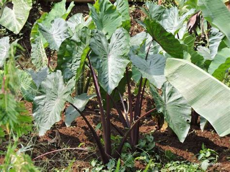 daun talas bogor - elchoricharrua.com