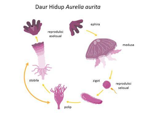 Daur Hidup Aurelia Aurita - raincitystudios.com