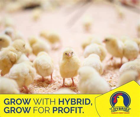 Day Old Chicks – Hybrid Poultry Farm - raincitystudios.com