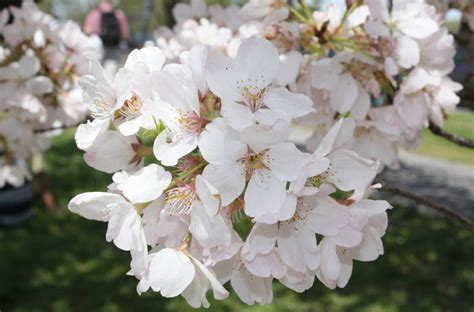 DC’s cherry blossoms enter ‘puffy white’ stage, approaching peak bloom