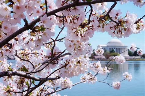 DC cherry blossoms expected to reach ‘peak bloom’ next week