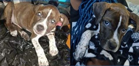 DC police: Rocky Apollo, a Pitbull Terrier, is being held for ransom