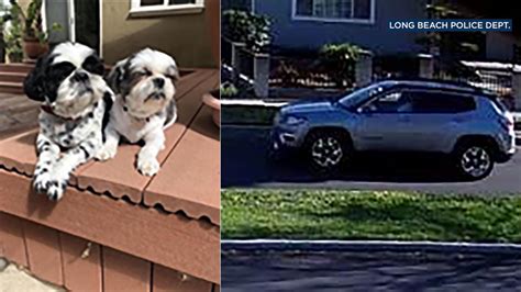 DC police ask for public’s help in finding dog stolen during burglary
