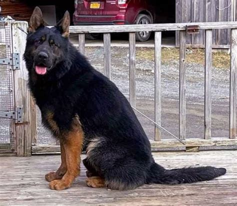 DDR German Shepherds - Facebook