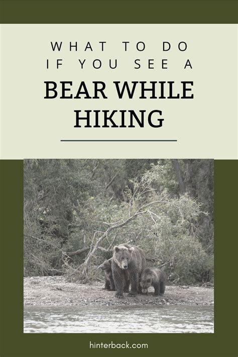 DEC: Backpacker encounters a bear in Greene County