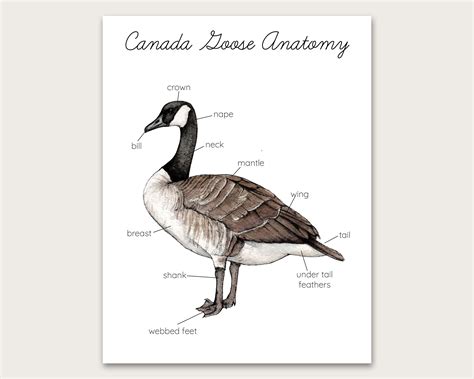 DEC: Canada Goose located with an arrow the back