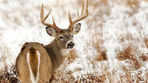 DEC announces 2022 deer harvest estimates
