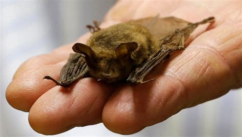 DEC encourages New Yorkers to help protect bats