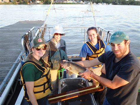 DEC hosts 12th annual Great Hudson River Fish Count