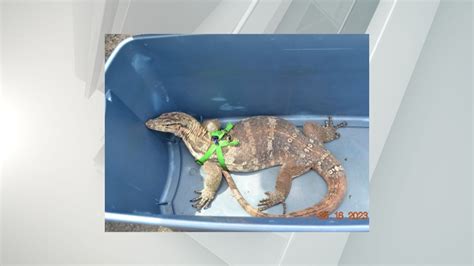 DEC intercepts seller with Asian water monitor lizard