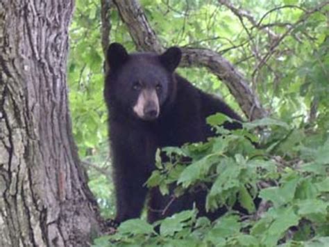 DEC recommends safety tips during bear sightings