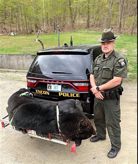DEC responds to illegal bear taking in Dutchess County