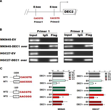 DEC1binds to the Ebox of the DEC2 promoter in GC cells. a Schematic