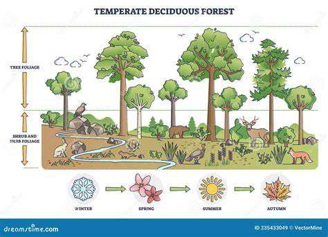 Deciduous Forest: Types, Flora, Fauna, and Ecology in Depth - raincitystudios.com