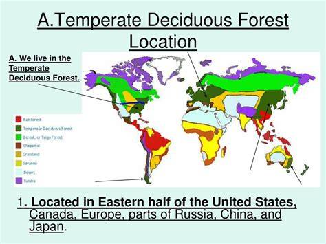 Deciduous Forest (Biome): Location, Climate, Animals … - raincitystudios.com