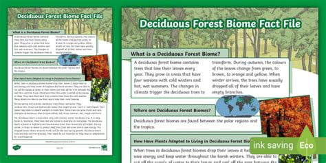 Deciduous Forest Biome Facts For Kids - Sciencing - muktibox.com