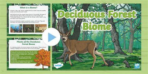 Deciduous forest biome - Minnesota DNR - raincitystudios.com