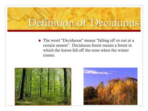 Deciduous forest Definition and Examples - Biology Online - raincitystudios.com