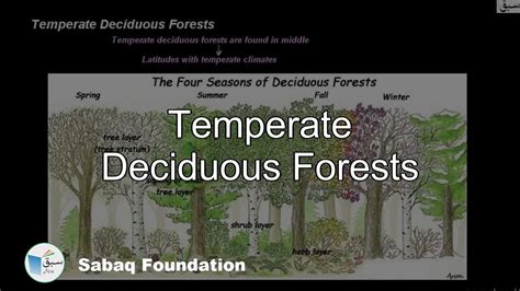 Deciduous Forest - ArcGIS StoryMaps - muktibox.com