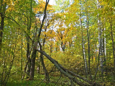 Deciduous Forest - Biology Simple - raincitystudios.com