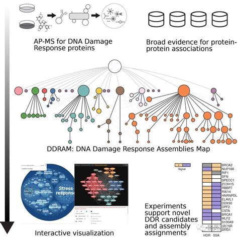Deciphering the DNA Damage Response. - Semantic Scholar - muktibox.com