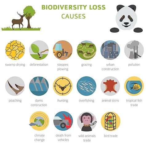 Declining Biodiversity: Its Causes and Consequences - raincitystudios.com