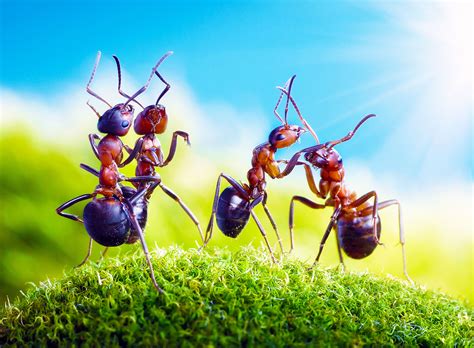 Decoding Insect Language - muktibox.com