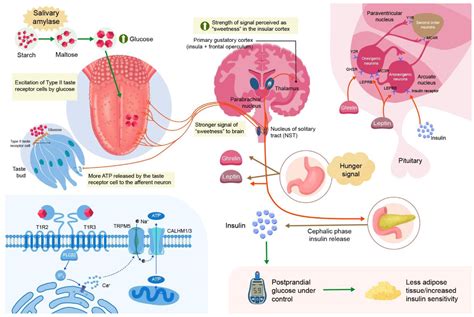 Decoding metabolic connections: the role of salivary amylase activity ... - muktibox.com