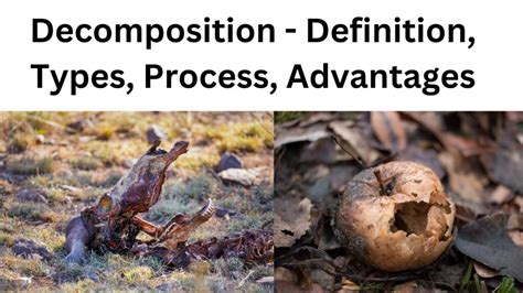 Decomposition: Definition, Types, Process and Factors - wintechmobiles.com