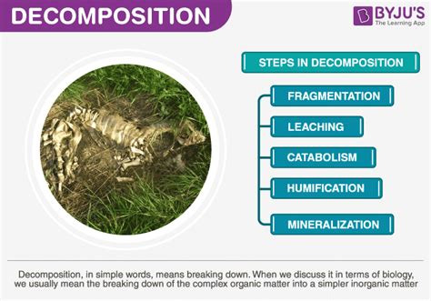 Decomposition: Processes and Factors - Biology Discussion - wintechmobiles.com