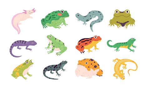 Decorative Amphibian - Etsy - muktibox.com