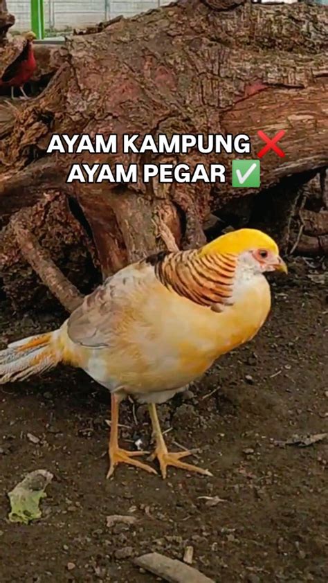 Dedy Pratomo | KONSEP LIFT LUAR ANGKASA Lift luar ... - wintechmobiles.com