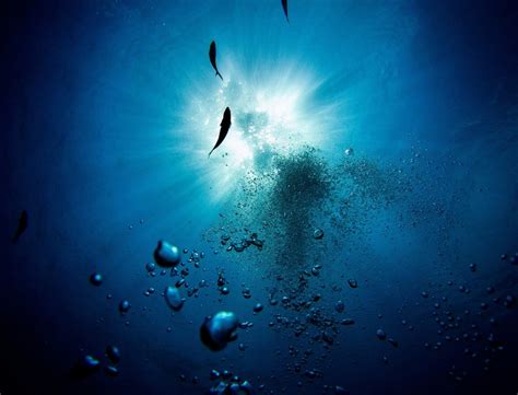 Deep Sea Exploration 2026 Reveals New Creatures in ... - Science … - raincitystudios.com