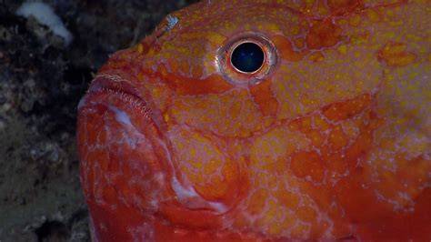 Deep sea ocean exploration: Diving into what’s possible | Mastercard ... - raincitystudios.com