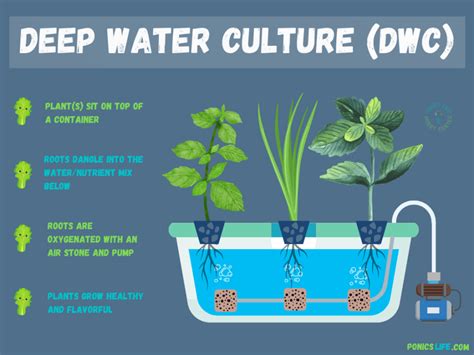 Deep Water Culture (DWC) Hydroponics Starter Guide - raincitystudios.com