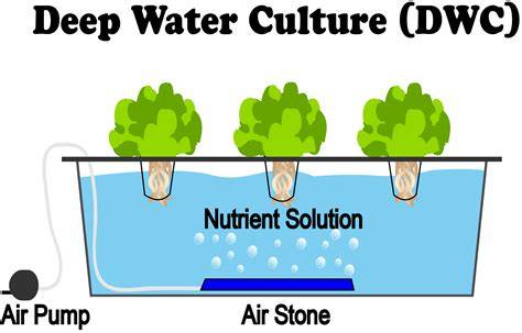 Deep Water Culture | DWC Hydroponics Simplified - raincitystudios.com