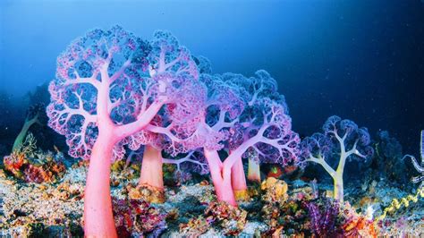 Deep-Sea Corals | Smithsonian Ocean - wintechmobiles.com