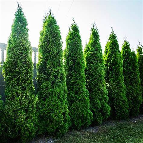 Deer Resistant Arborvitae - Weekand - raincitystudios.com