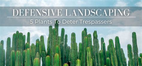 DEFENSIVE LANDSCAPING: 5 PLANTS TO … - raincitystudios.com