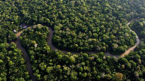 Deforestasi Hutan Amazon Meningkat dalam 15 Bulan Terakhir - raincitystudios.com