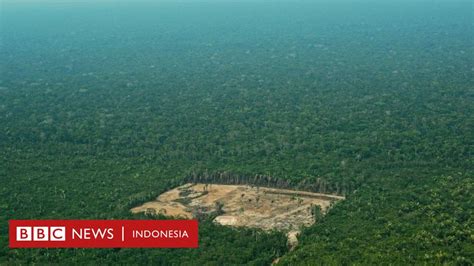 Deforestasi hutan di Brasil mencapai titik terparah … - raincitystudios.com