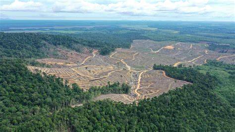 Deforestasi Merusak Hutan Kalimantan - GEOTIMES - raincitystudios.com