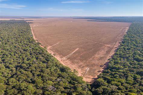 Deforestation | Definition, History, Consequences, - raincitystudios.com