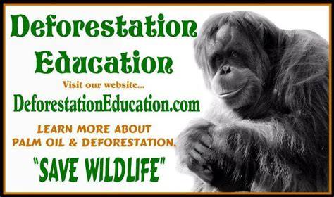 Deforestation Education- About The Center For Great Apes - raincitystudios.com