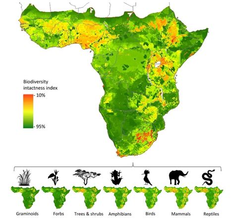 Deforestation in Africa: Causes, Effects, and Solutions - raincitystudios.com