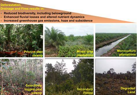 Degradation of Southeast Asian tropical peatlands and integrated ... - raincitystudios.com